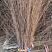 垂柳雪柳喷雪花柳树苗一手货源现挖现发基地直供