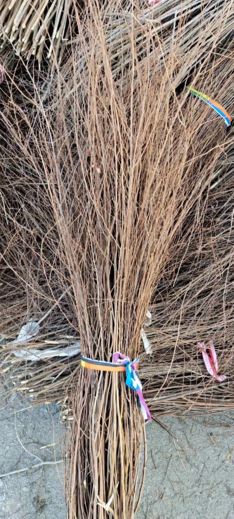 垂柳雪柳喷雪花柳树苗一手货源现挖现发基地直供