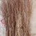 垂柳苗雪柳30-1.5米规格齐全苗场直发量大从优