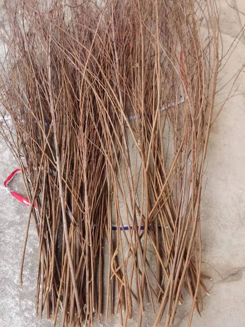 垂柳苗雪柳30-1.5米规格齐全苗场直发量大从优