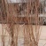 垂柳苗雪柳30-1.5米规格齐全苗场直发量大从优