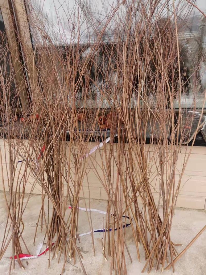 垂柳苗雪柳30-1.5米规格齐全苗场直发量大从优