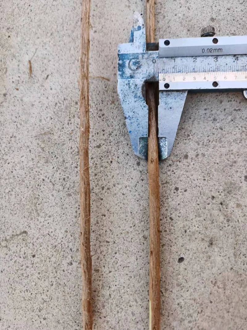 垂柳苗雪柳30-1.5米规格齐全苗场直发量大从优