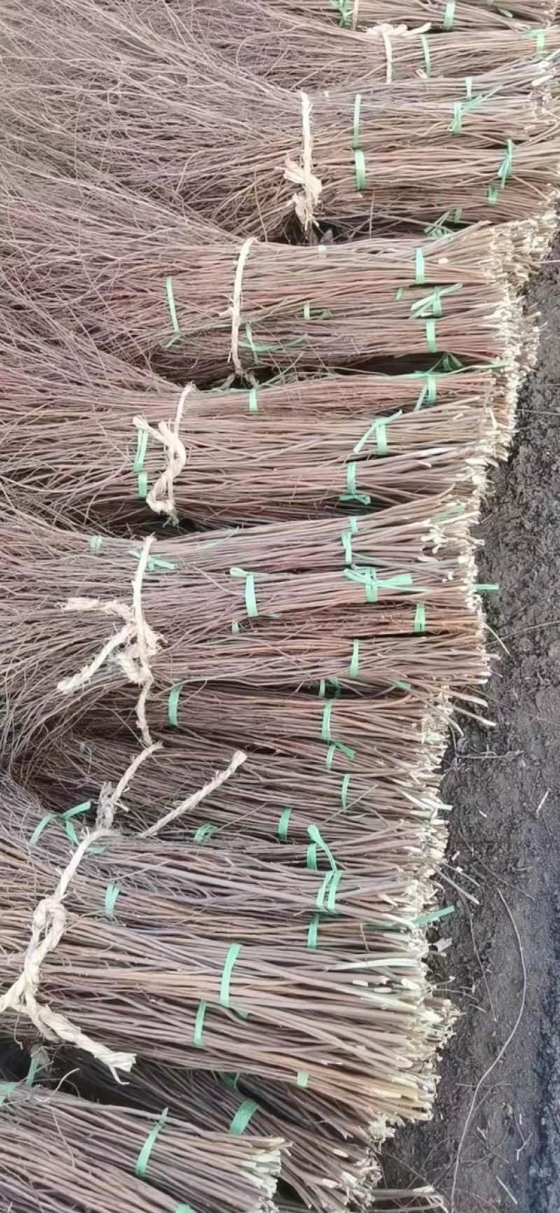 垂柳苗雪柳30-1.5米规格齐全苗场直发量大从优