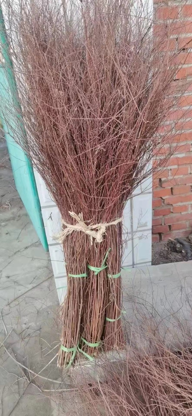 垂柳苗雪柳30-1.5米规格齐全苗场直发量大从优