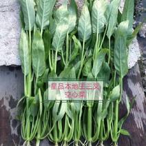 改良福州本地王三叉空心菜种子，蕹菜梗半青白三梗长形通心菜