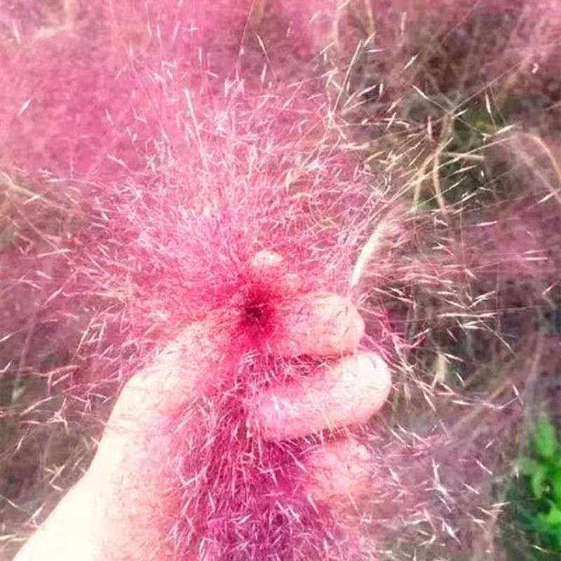 粉黛乱子草种子网红草花种籽子毛芒乱子草多年生花种子景观花
