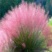 粉黛乱子草种子网红草花种籽子毛芒乱子草多年生花种子景观花