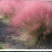 粉黛乱子草种子网红草花种籽子毛芒乱子草多年生花种子景观花