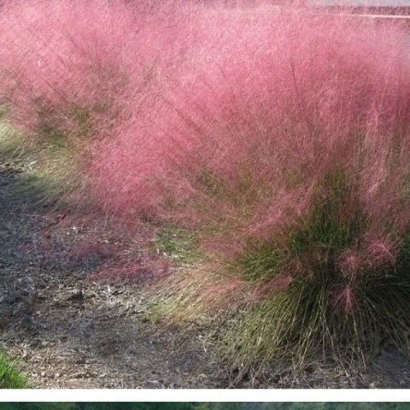 粉黛乱子草种子网红草花种籽子毛芒乱子草多年生花种子景观花