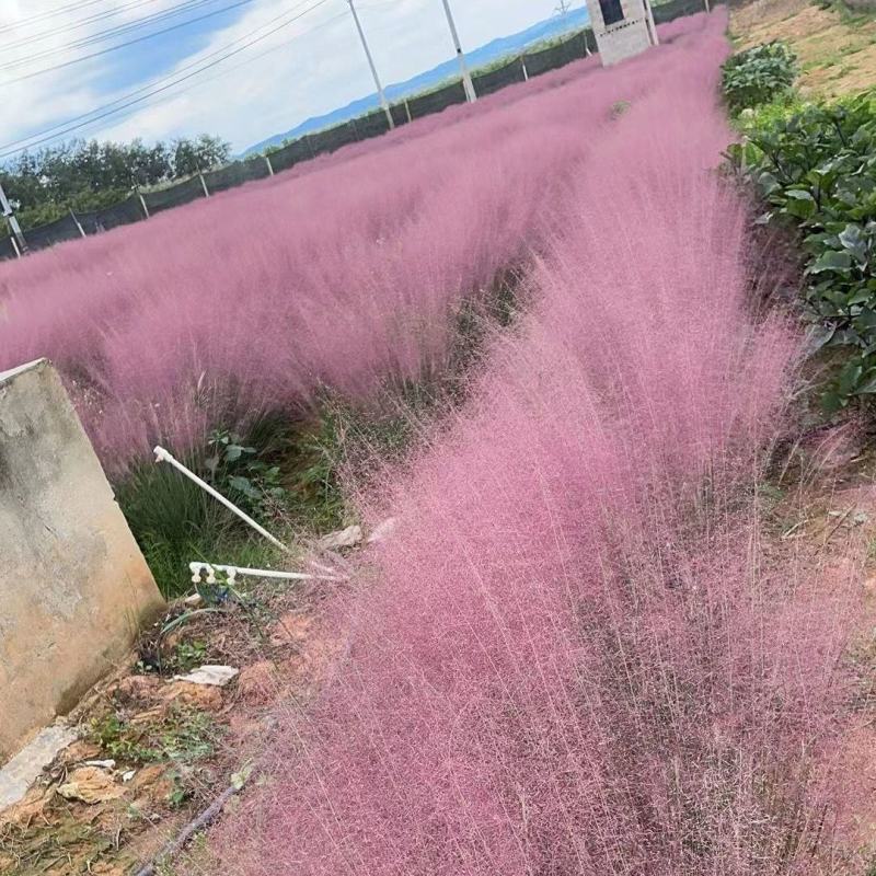 粉黛乱子草种子网红草花种籽子毛芒乱子草多年生花种子景观花