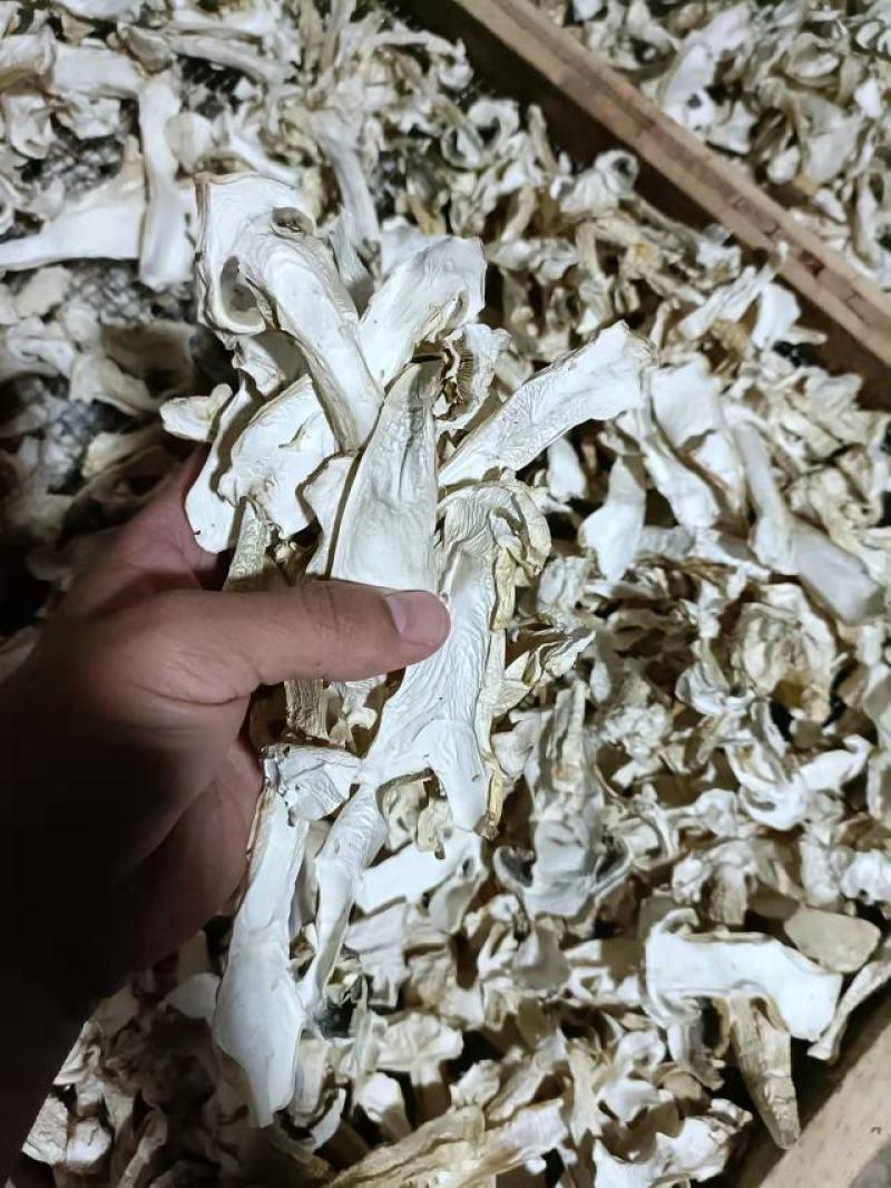 赤松茸鲜货，干货，大量品质优良