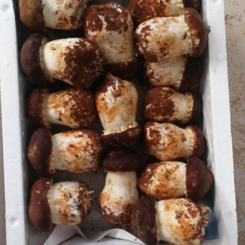 赤松茸鲜货，干货，大量品质优良