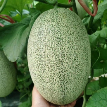 哈密瓜苗西洲蜜小蜜苗25号苗黄网25苗技术指导