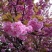 樱花树苗樱花苗嫁接日本樱花早樱晚樱地栽庭院绿化苗