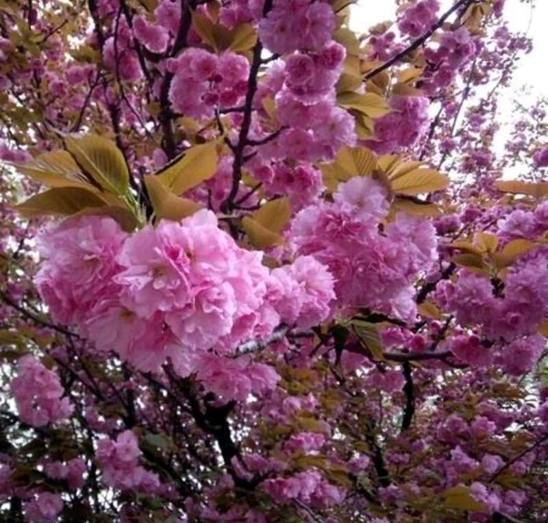 樱花树苗樱花苗嫁接日本樱花早樱晚樱地栽庭院绿化苗