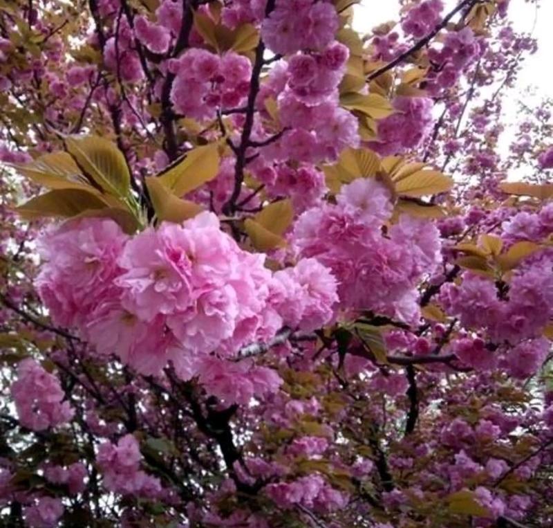 樱花树苗樱花苗嫁接日本樱花早樱晚樱地栽盆栽庭院绿化苗当年