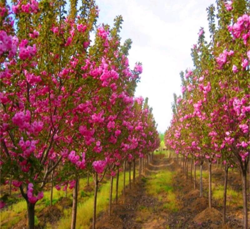 樱花树苗樱花苗嫁接日本樱花早樱晚樱地栽庭院绿化苗