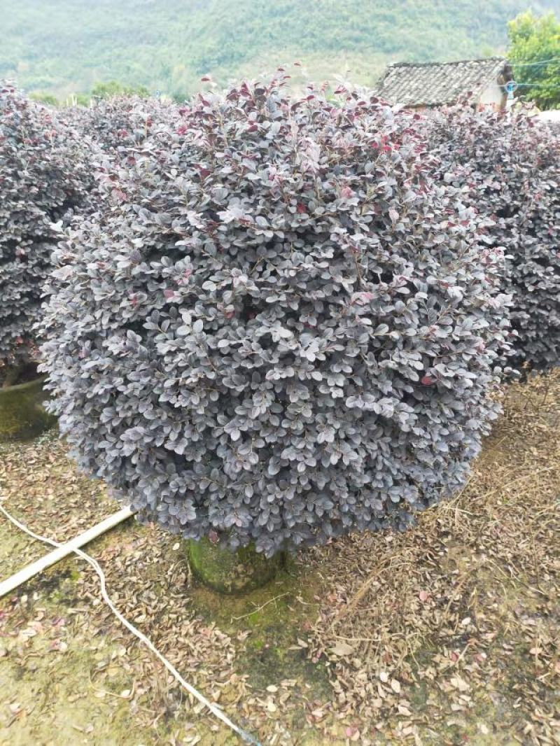 红花继木
