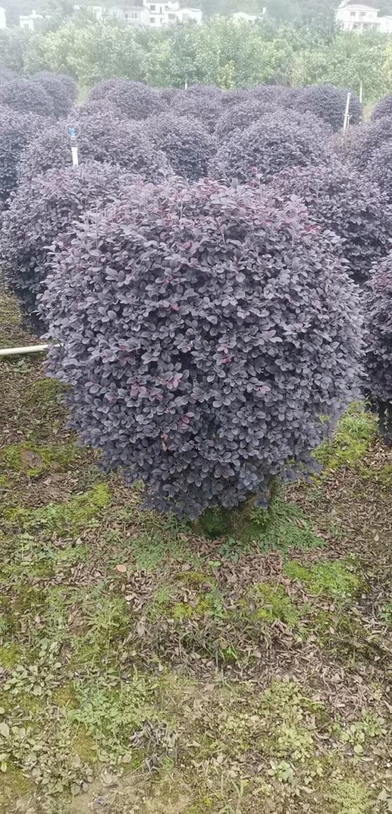 红花继木