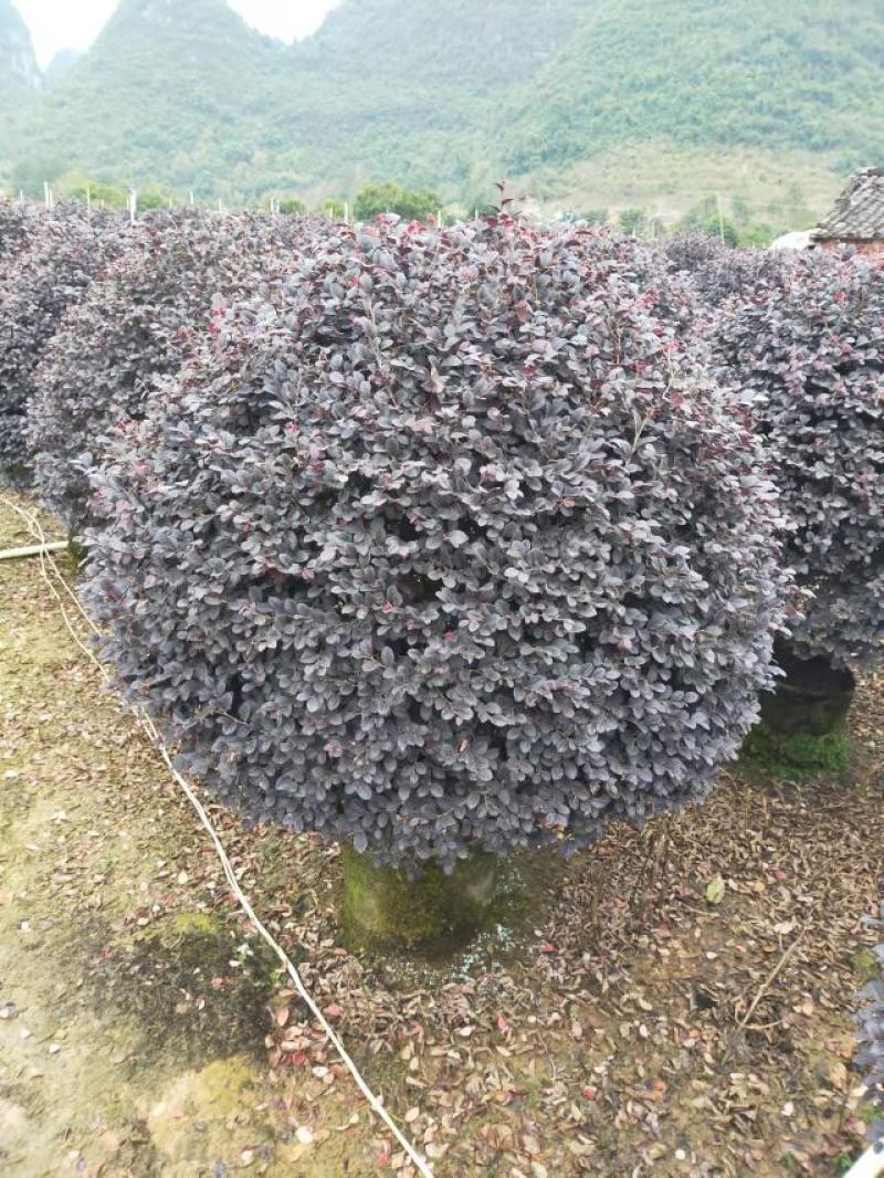 红花继木