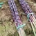 甘蔗4~6斤2.5~4cm2~2.5米