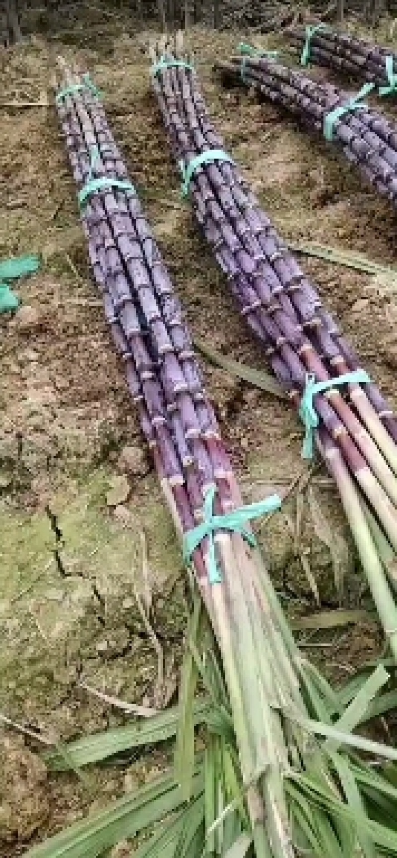 甘蔗4~6斤2.5~4cm2~2.5米