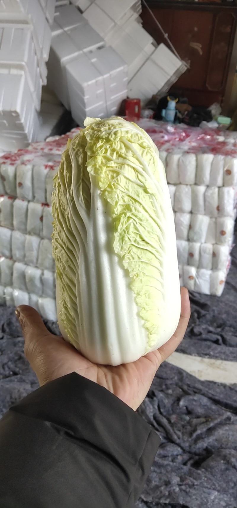 娃娃菜。精品大娃小娃。场地库房齐全。保质保量。欢迎采购。