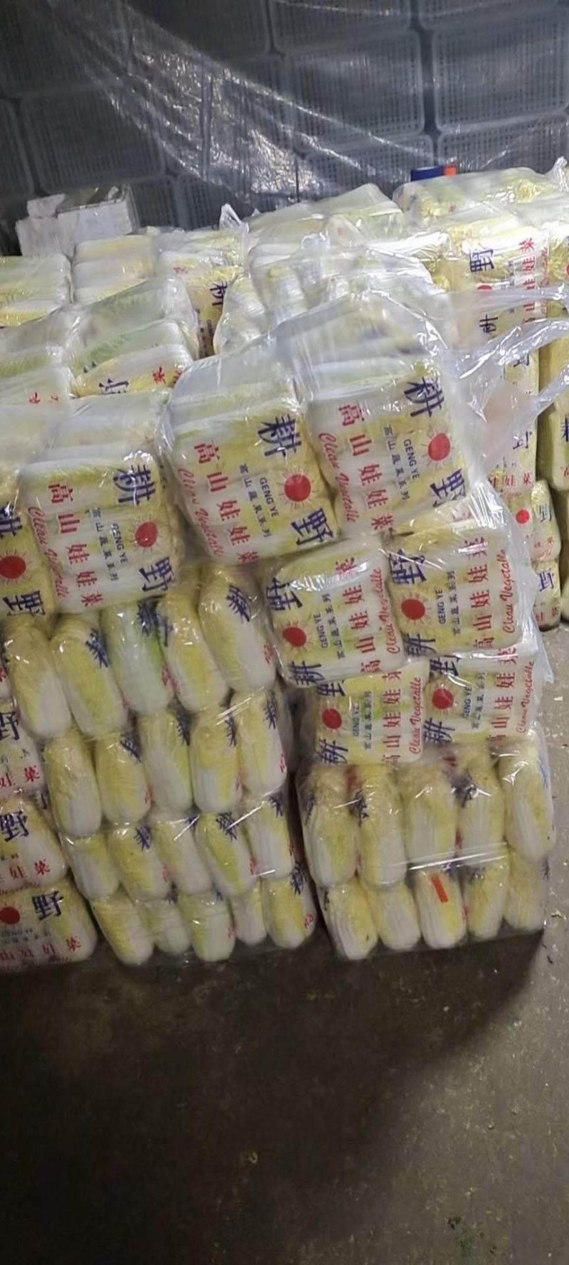 娃娃菜。精品大娃小娃。场地库房齐全。保质保量。欢迎采购。