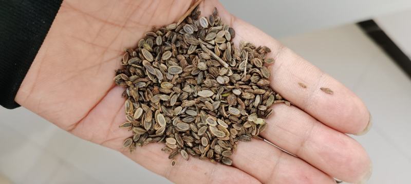 2021年十月新采的防风种子包发芽率包正品种植简单