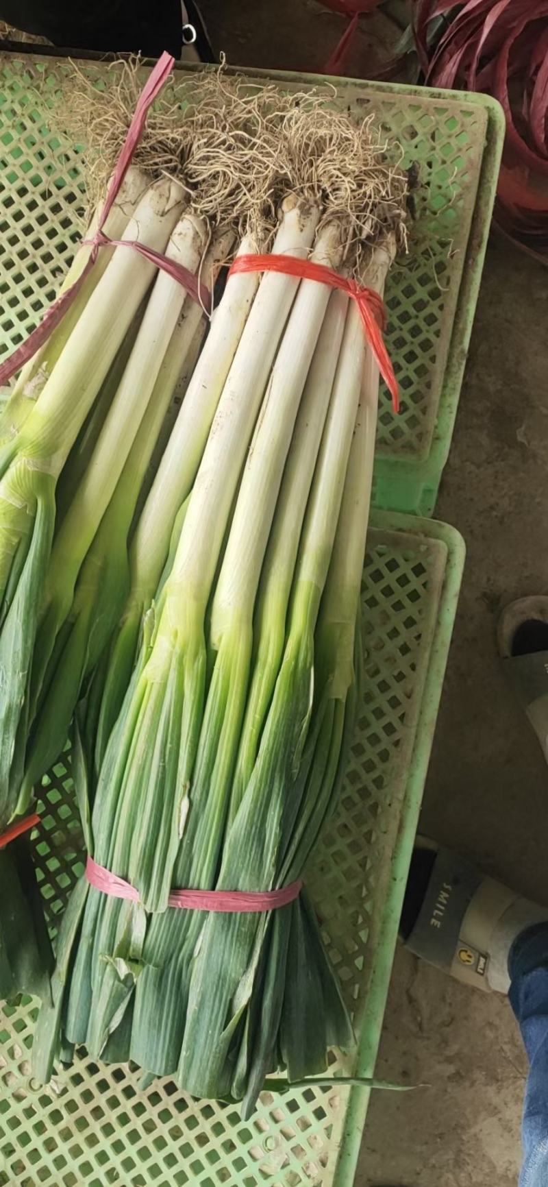 大葱，杆白叶绿，味道浓郁，毛葱，加工净的