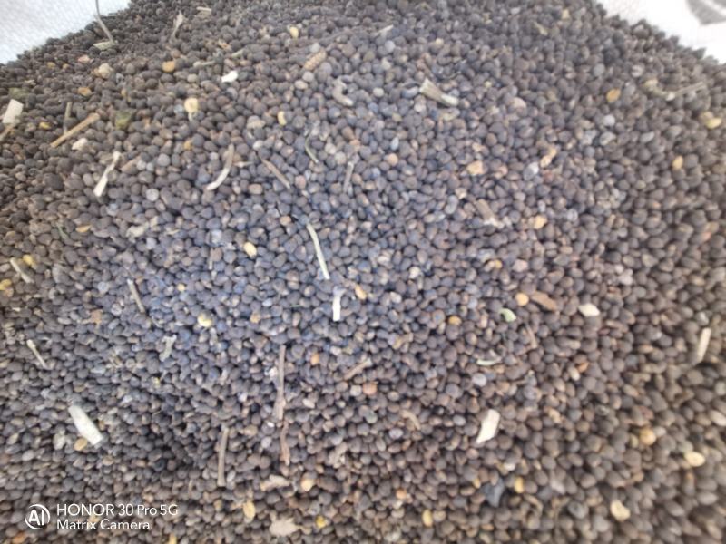 黄蜀葵种子黄蜀葵籽2021新货基地直供