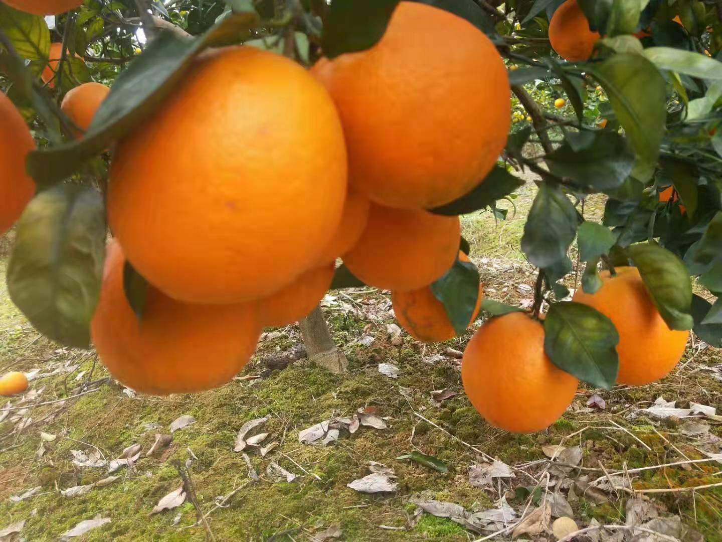 沙田柚果实特写