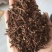 桂丁桂子桂中桂香香丁香条香料调料卤肉料中药材