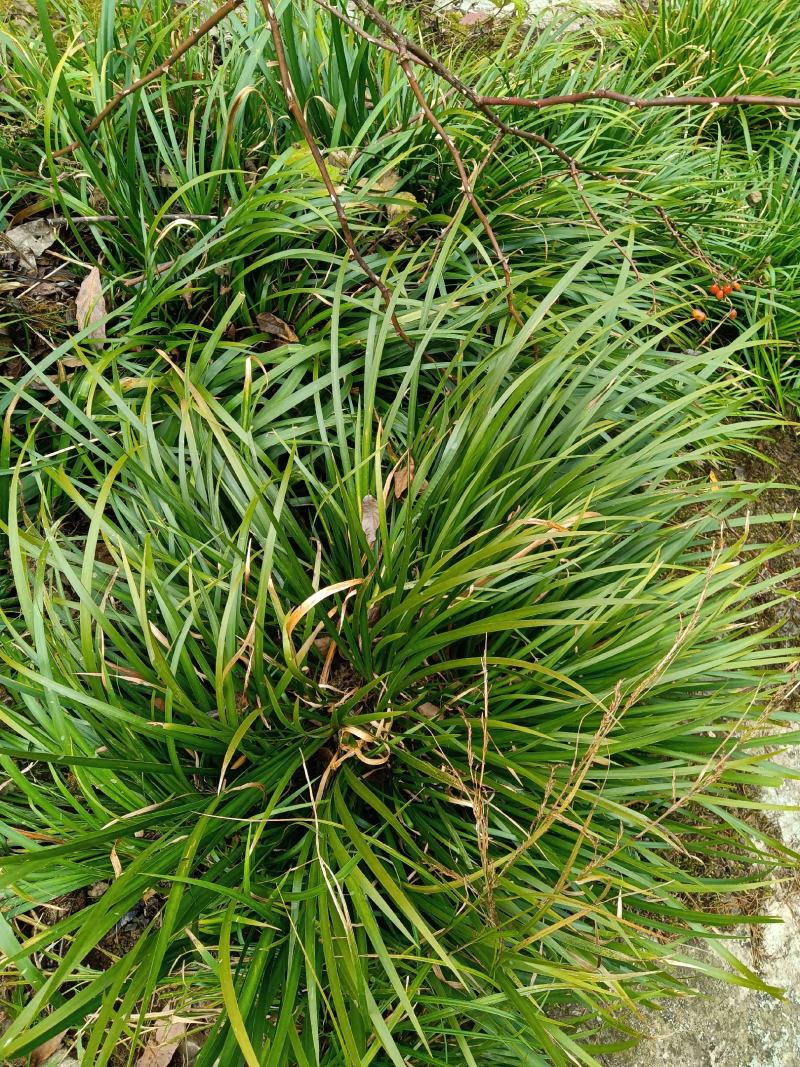 【热销】湖北利川纯野生石菖蒲，抗病性强，好栽培，货源充足！