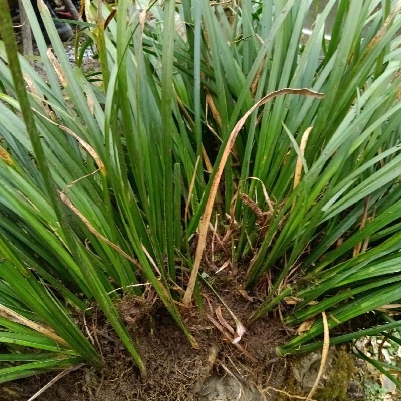 【热销】湖北利川纯野生石菖蒲，抗病性强，好栽培，货源充足！