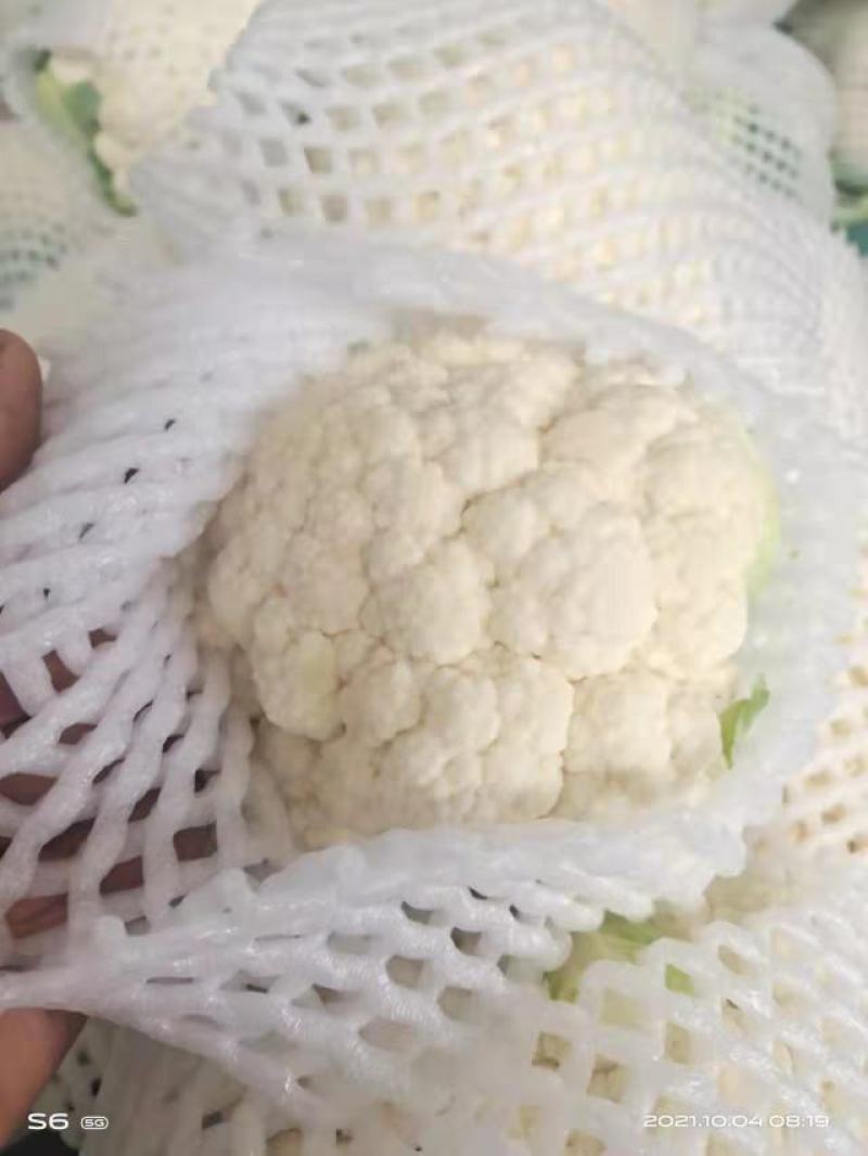 【好货】精品家花菜，基地直发，大量供应，量大从优