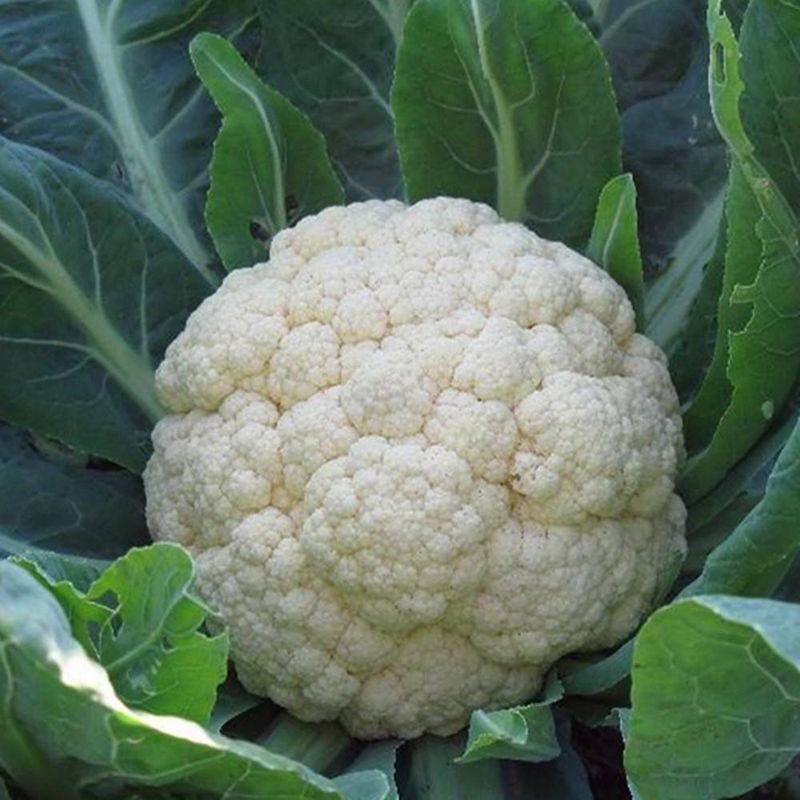 【好货】精品家花菜，基地直发，大量供应，量大从优