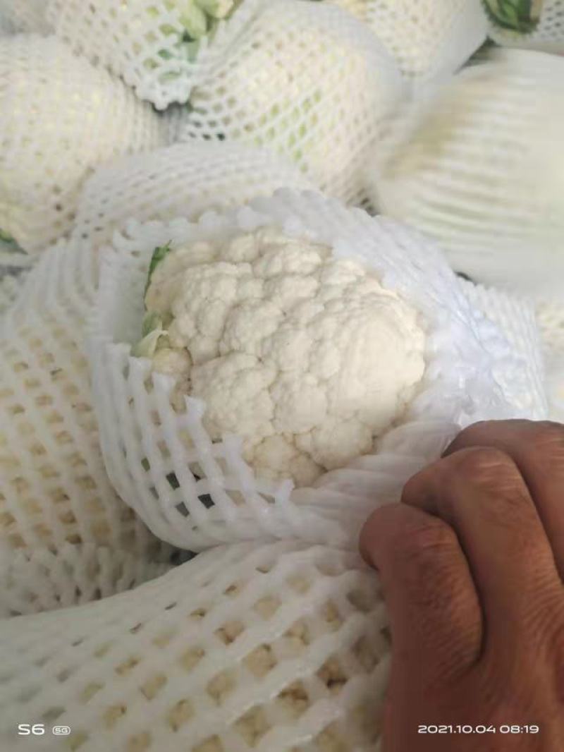 【好货】精品家花菜，基地直发，大量供应，量大从优
