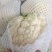 【好货】精品家花菜，基地直发，大量供应，量大从优