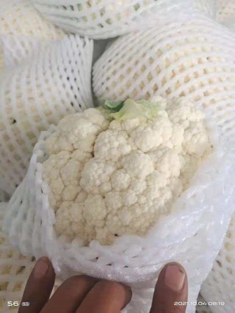 【好货】精品家花菜，基地直发，大量供应，量大从优