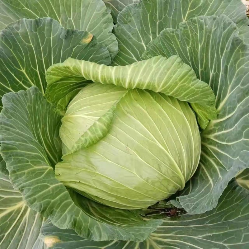 精品甘蓝扁包菜产地直销品质保证欢迎选购