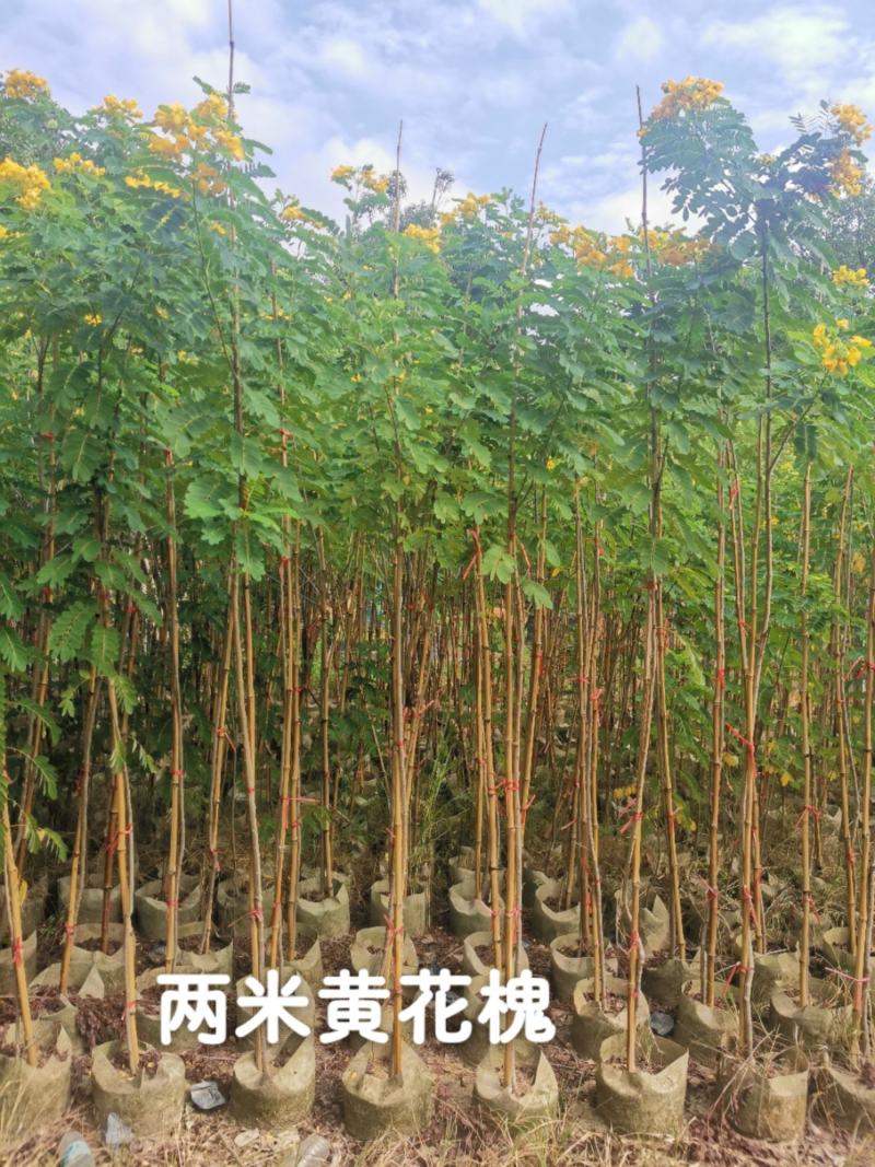 黄花槐2米高（美植袋）