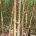 黄花槐2米高（美植袋）