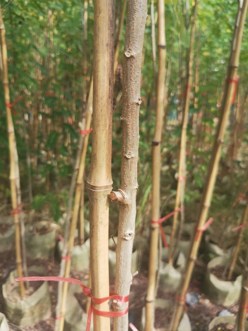 黄花槐2米高（美植袋）