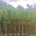 黄花槐2米高（美植袋）