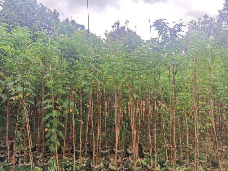 黄花槐2米高（美植袋）