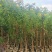 黄花槐2米高（美植袋）