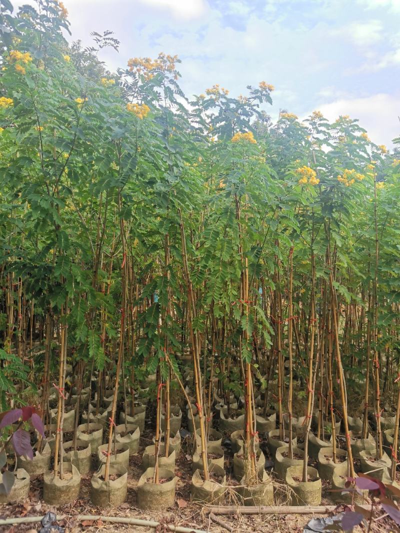 黄花槐2米高（美植袋）