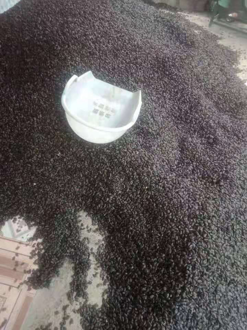 九香虫干货一手货源
